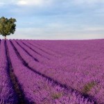 lavender agriculture farm