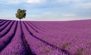 lavender agriculture farm
