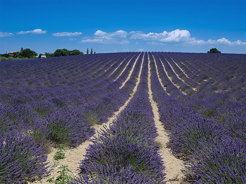 lavender farm