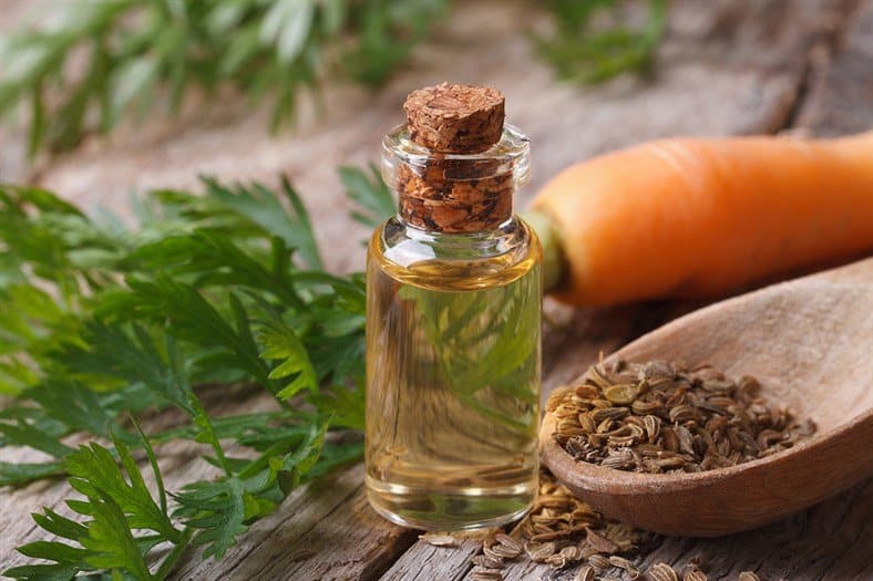 carrot seed essential oil bottle