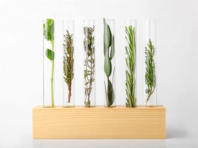 botanical plants in test tubes