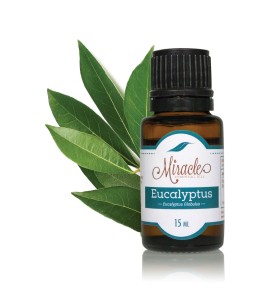 miracle essential oils eucalyptus