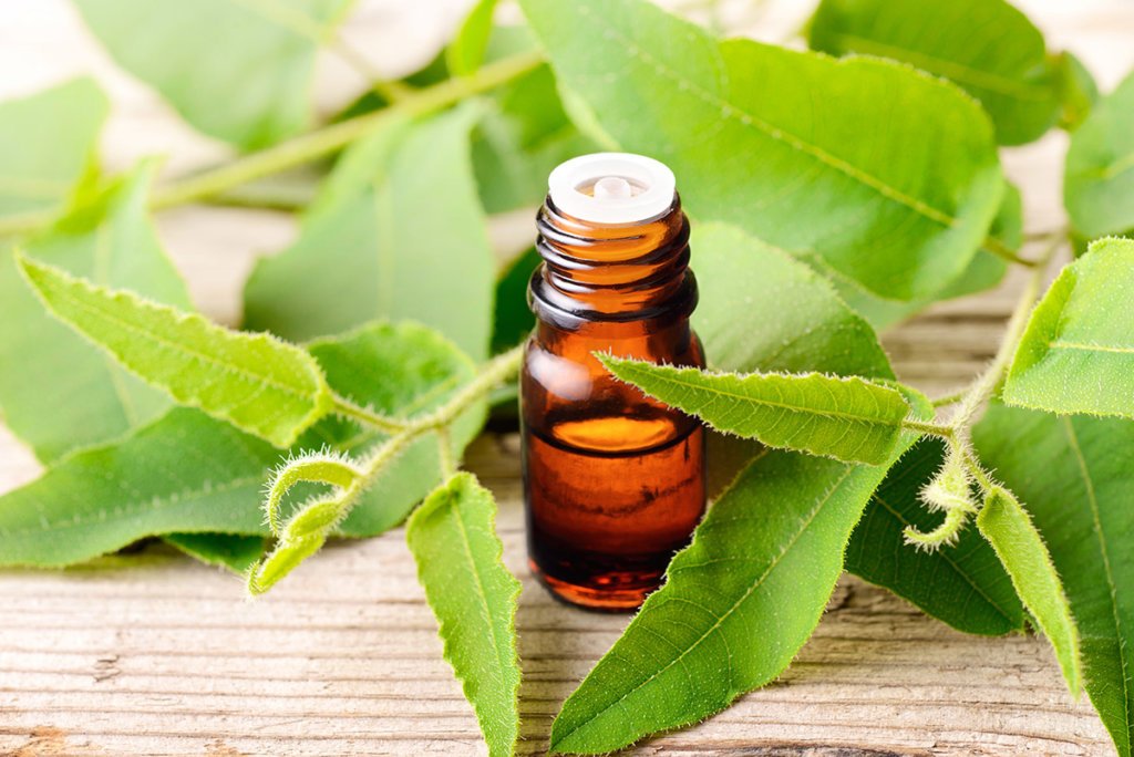 eucalyptus essential oil for ticks