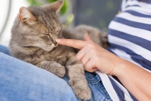 essential oils and cats