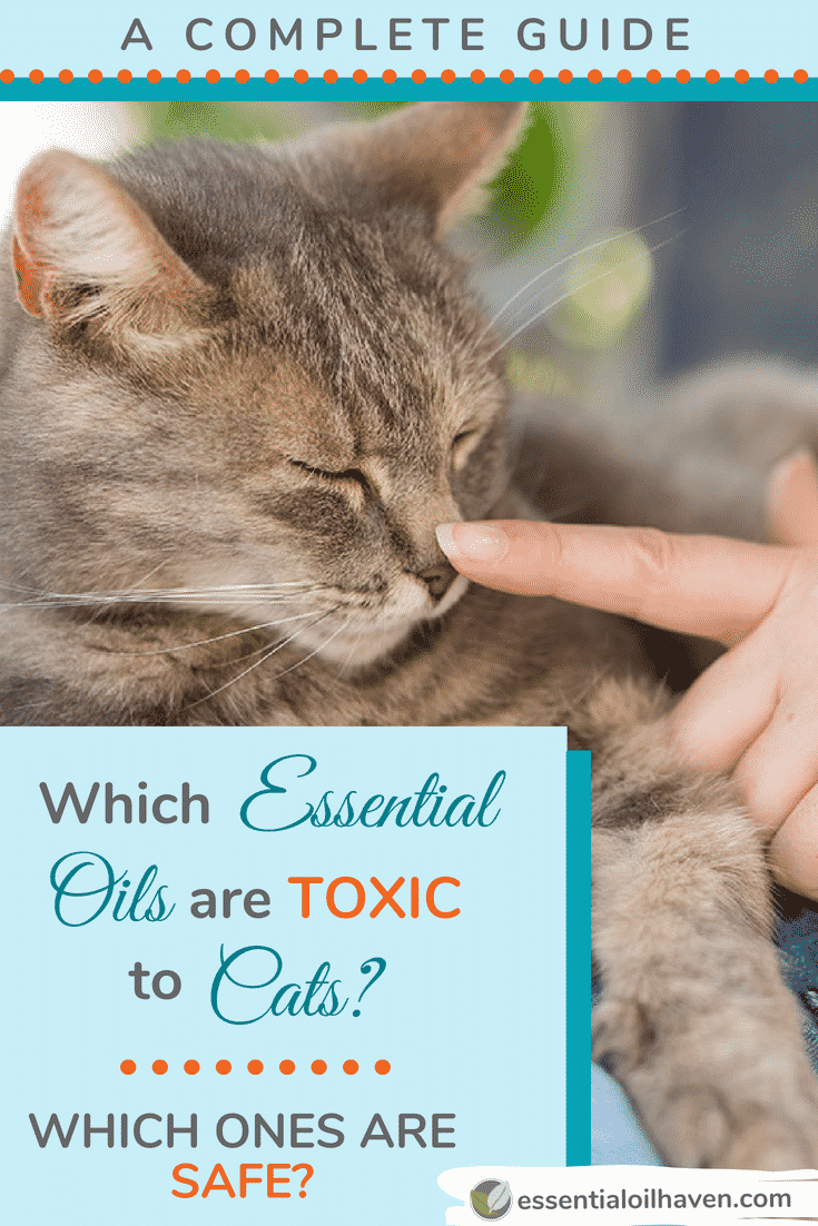 Which Essential Oils are Toxic to Cats? Which Ones are Safe? (A