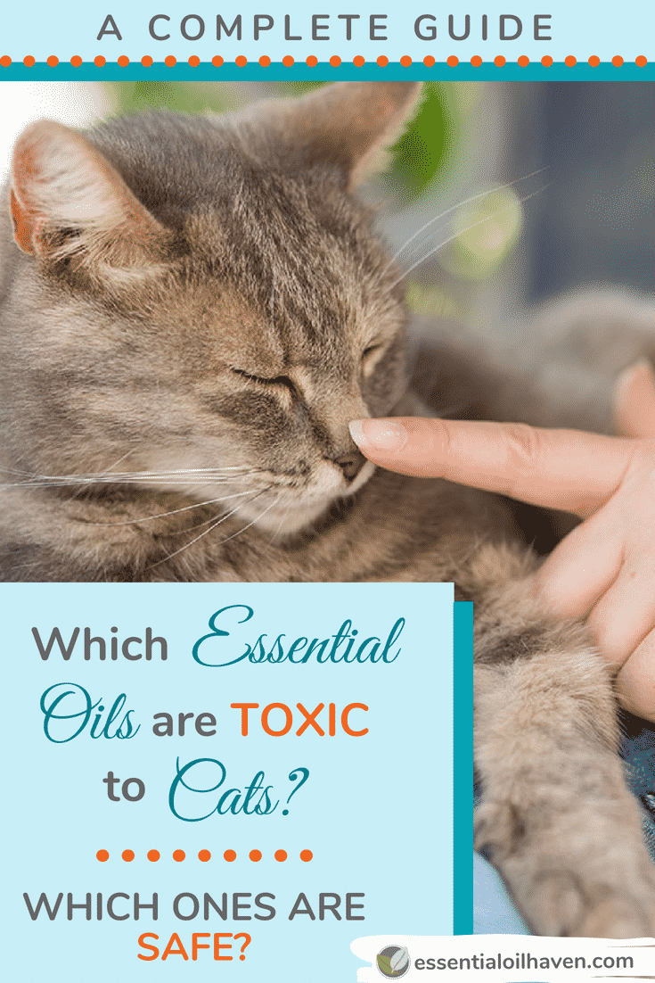 essential oils and cats full guide