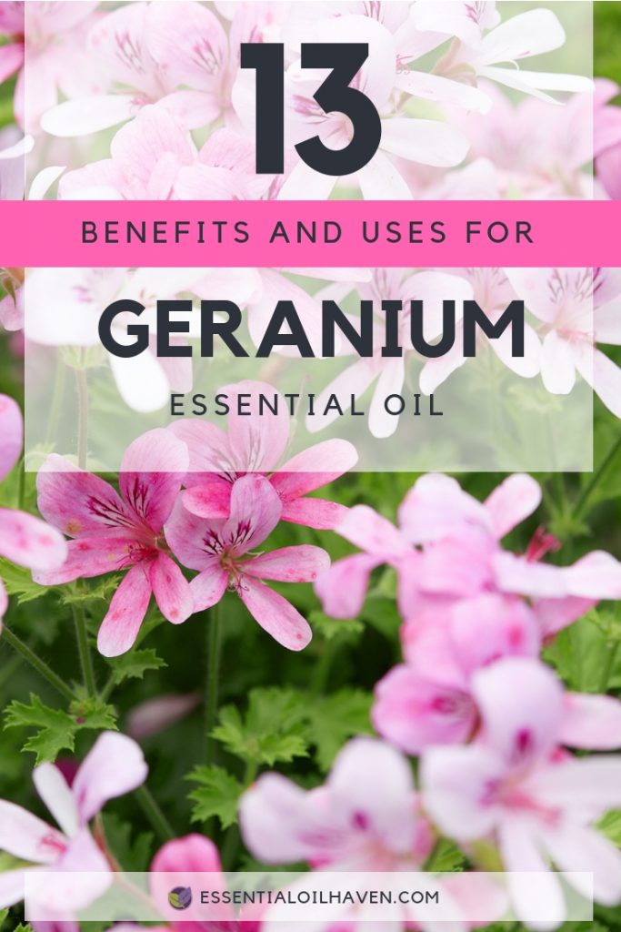 Geranium Essential Oil Uses and Benefits