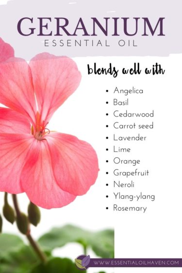 geranium essential oil blending guide
