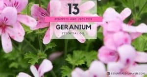 13 uses for geranium essential oil
