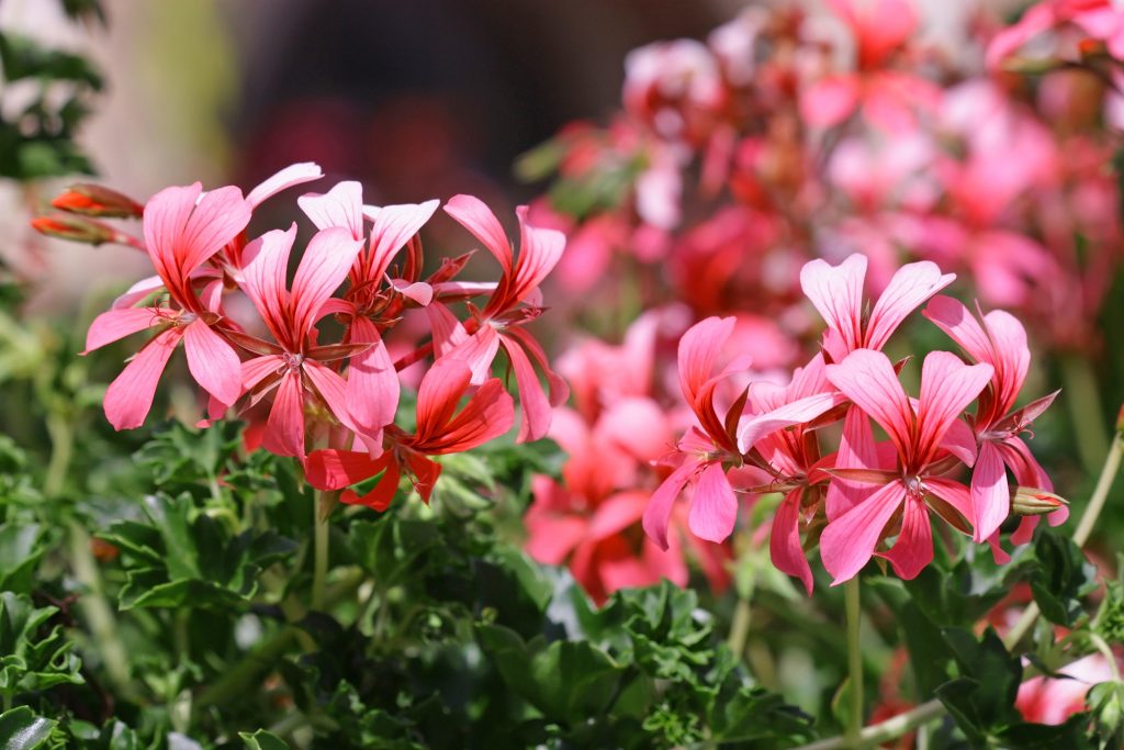 Geranium Flowers