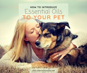Aromatherapy for pets introduction