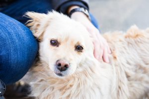 dogs and essential oils