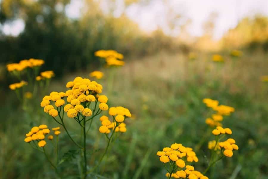 tansy plants in nature field