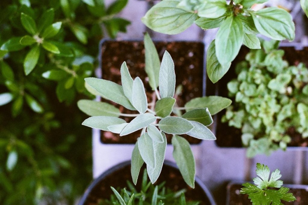 eucalyptus leaves