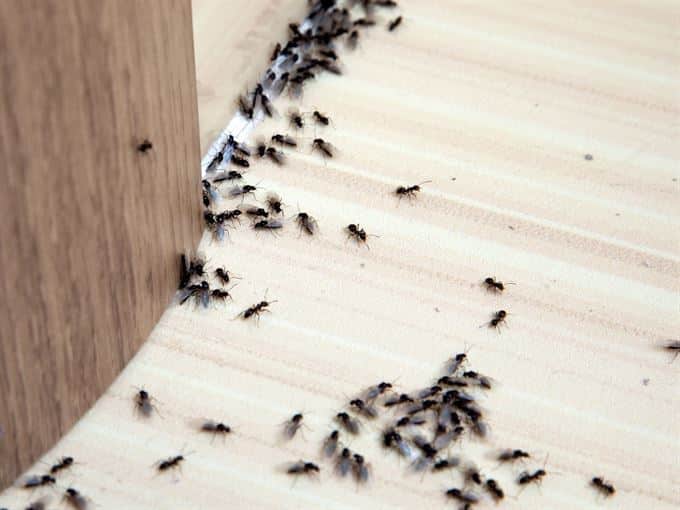 Ants on Kitchen Floor