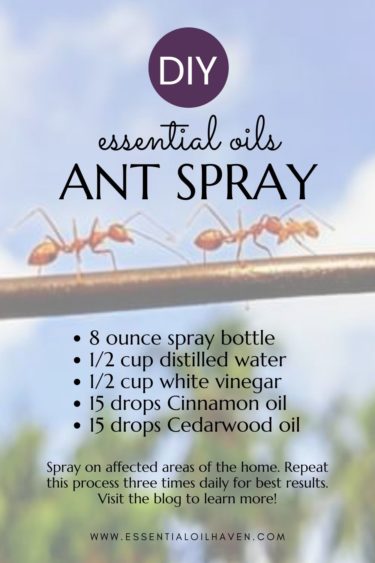 essential oil ant spray