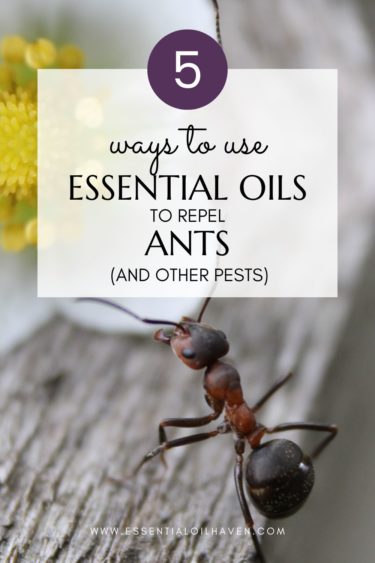essential oils for ants