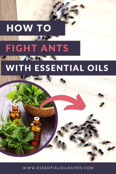 essential oils fight ants