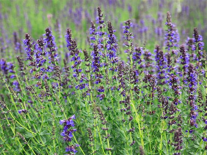 field of hyssop plants